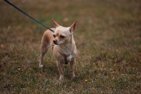 Unlocking Grilled Halloumi Perfection: Top Tips for a Tangy Lemon-Mint Sensation